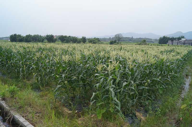玉米种植区